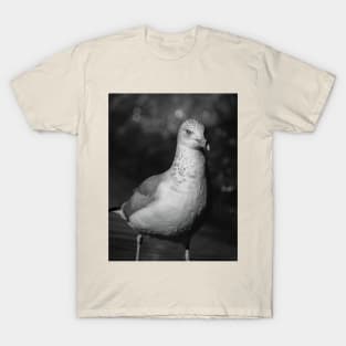 Seagull Saturday. T-Shirt